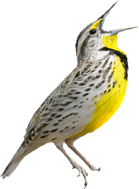 Birds animal png image (28)