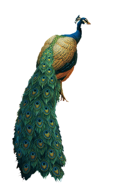 Birds animal png image (30)