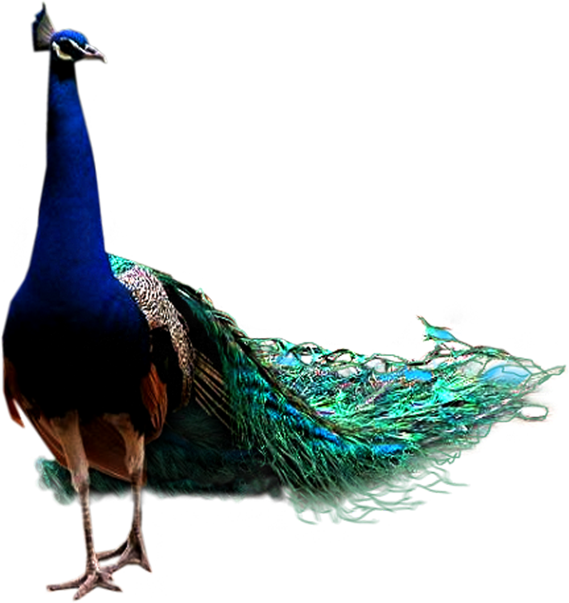 Birds animal png image (31)