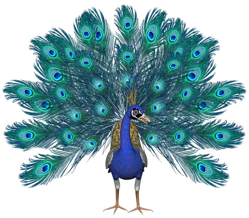 Birds animal png image (32)