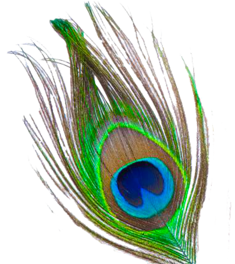 Birds animal png image (33)
