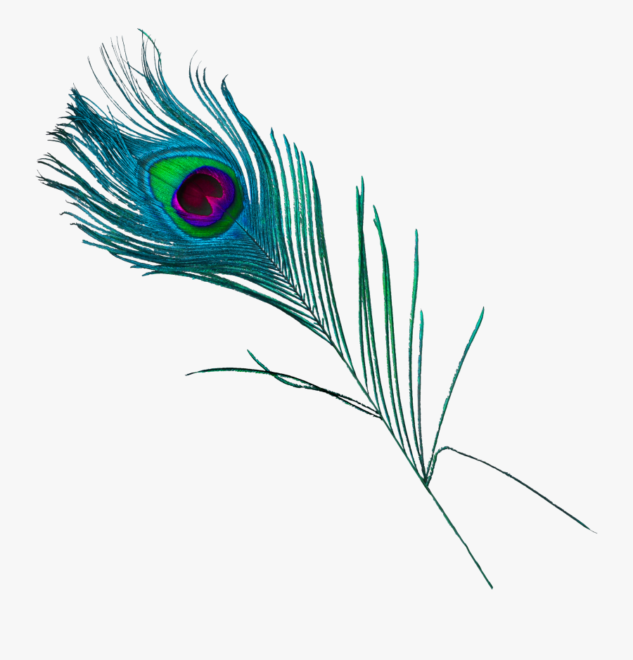 Birds animal png image (34)