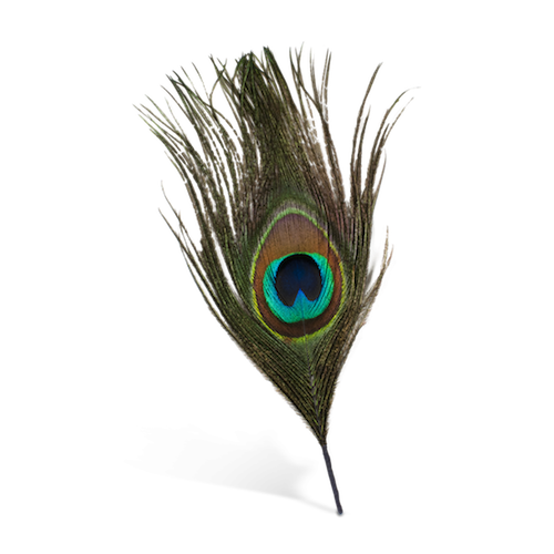 Birds animal png image (35)
