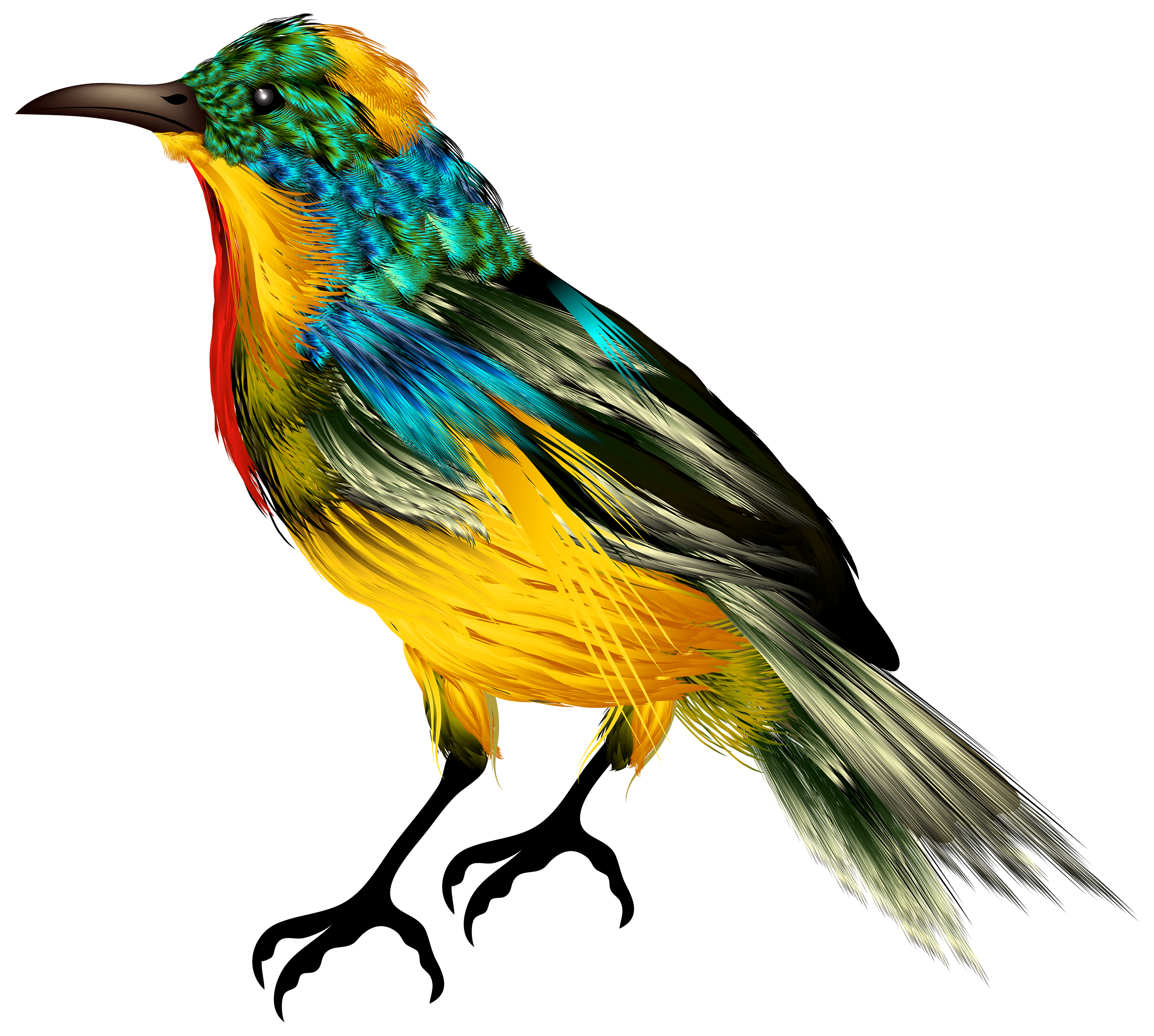 Birds animal png image (37)