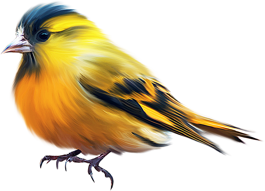 Birds animal png image (38)