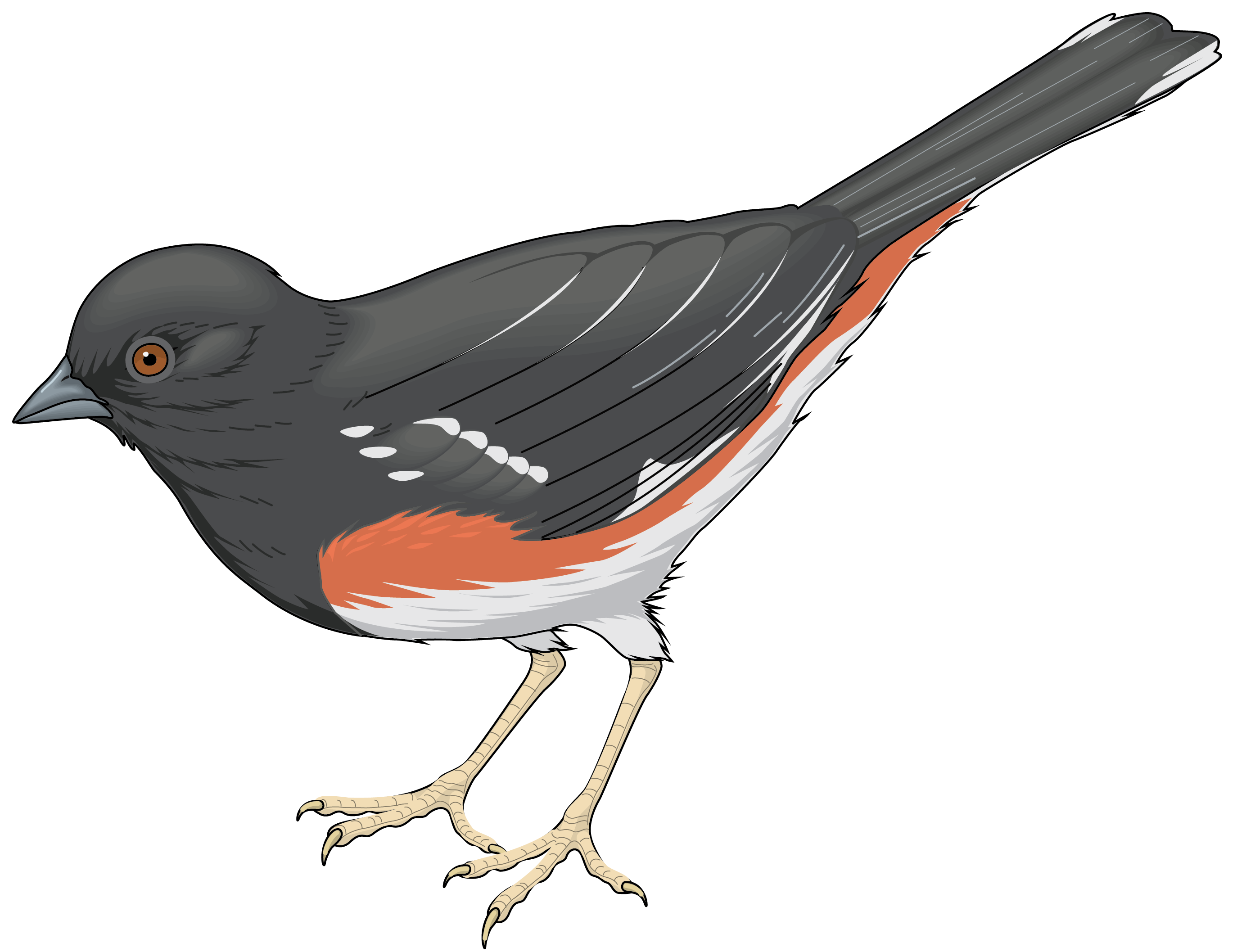 Birds animal png image (40)
