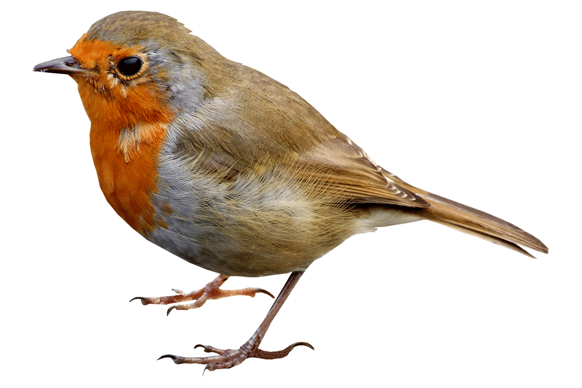Birds animal png image (41)