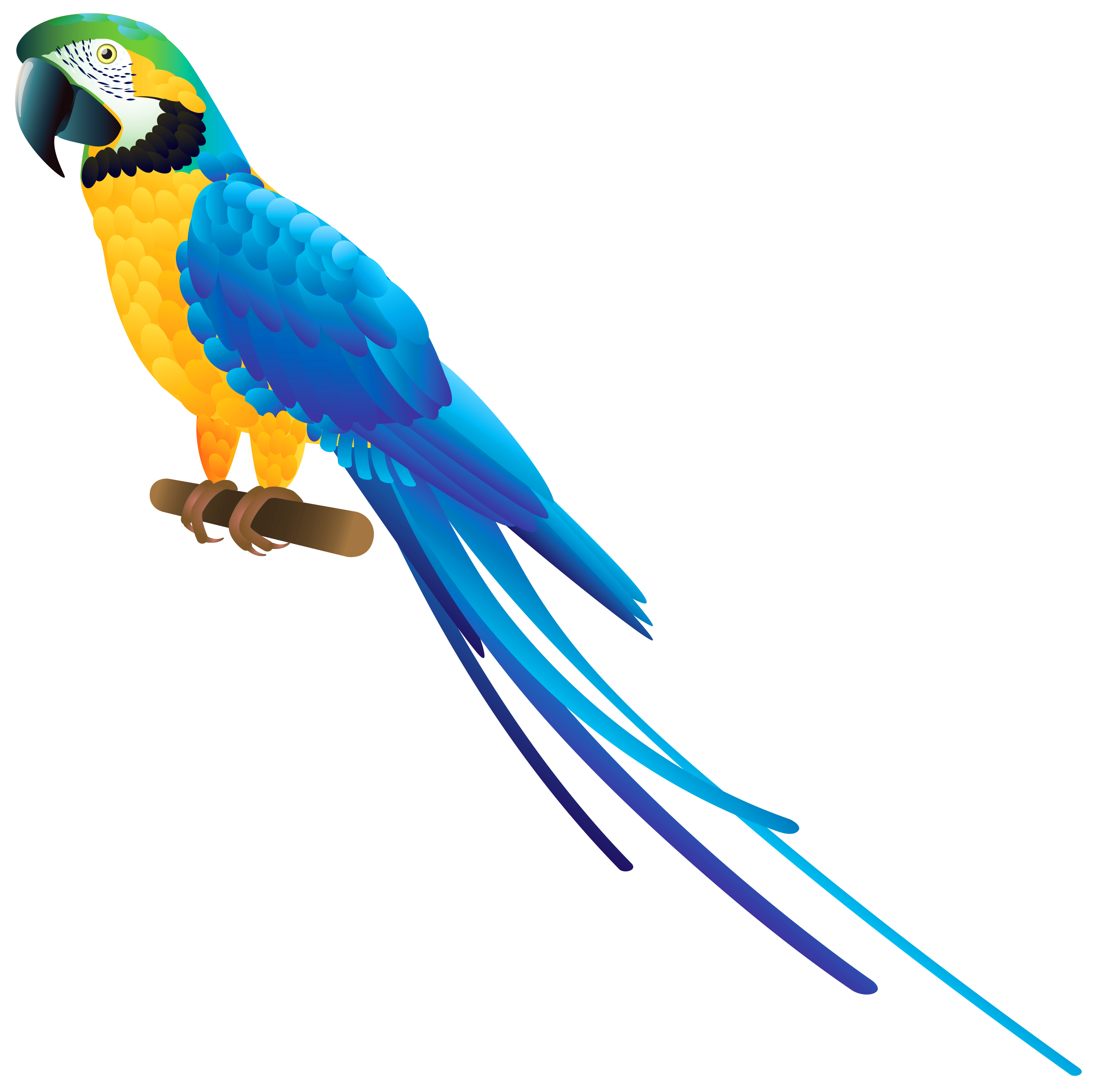 Birds animal png image (42)