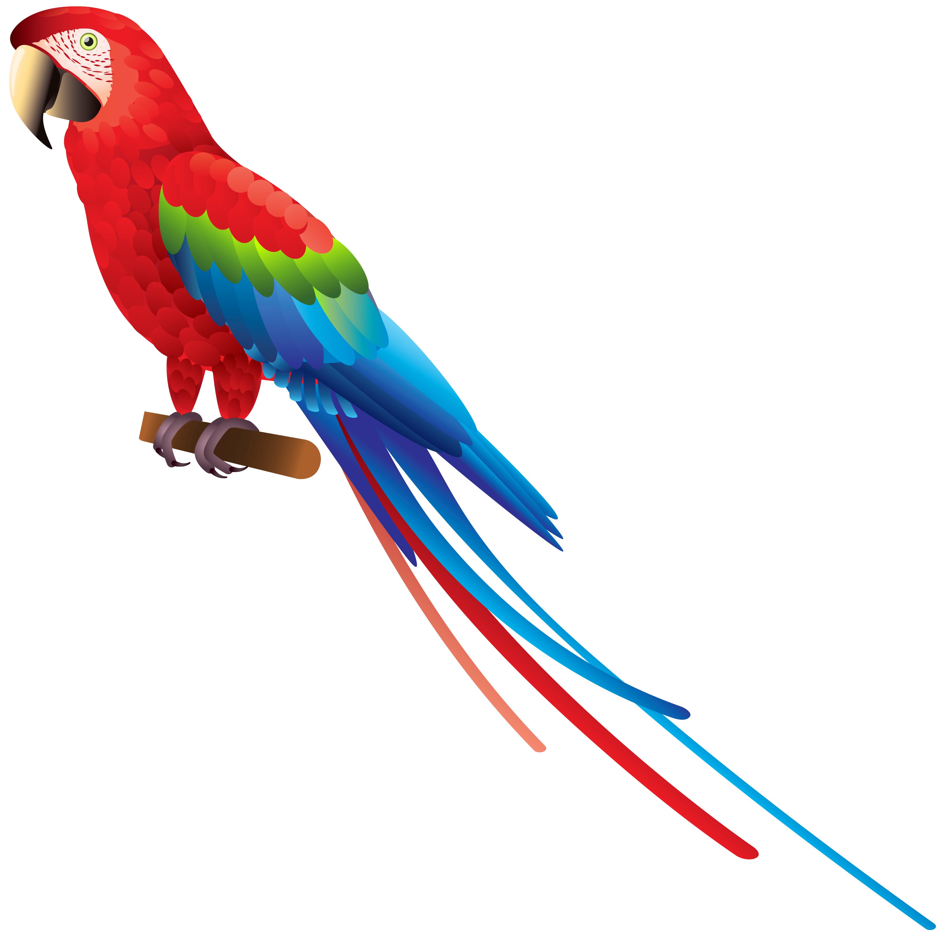 Birds animal png image (43)