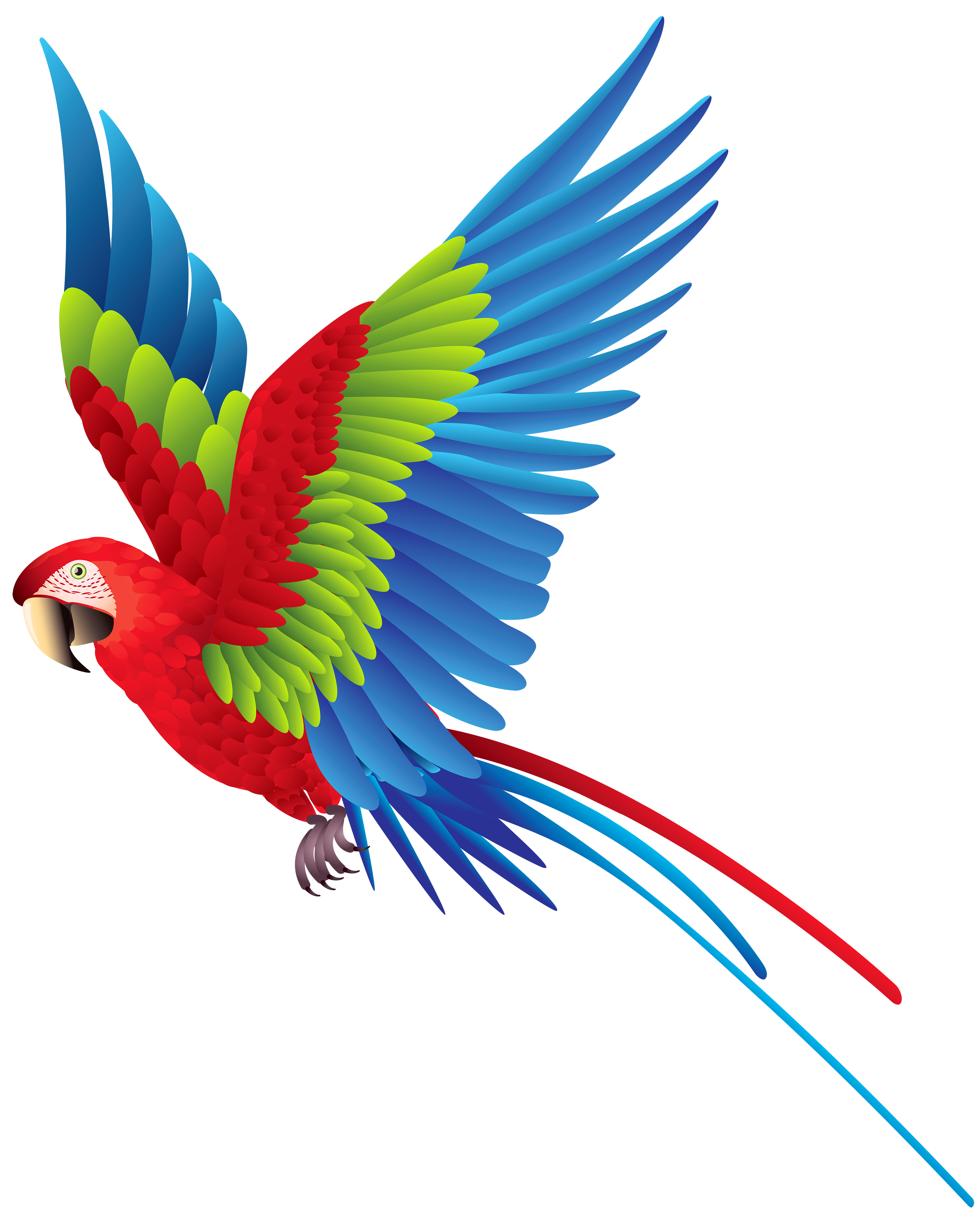 Birds animal png image (44)