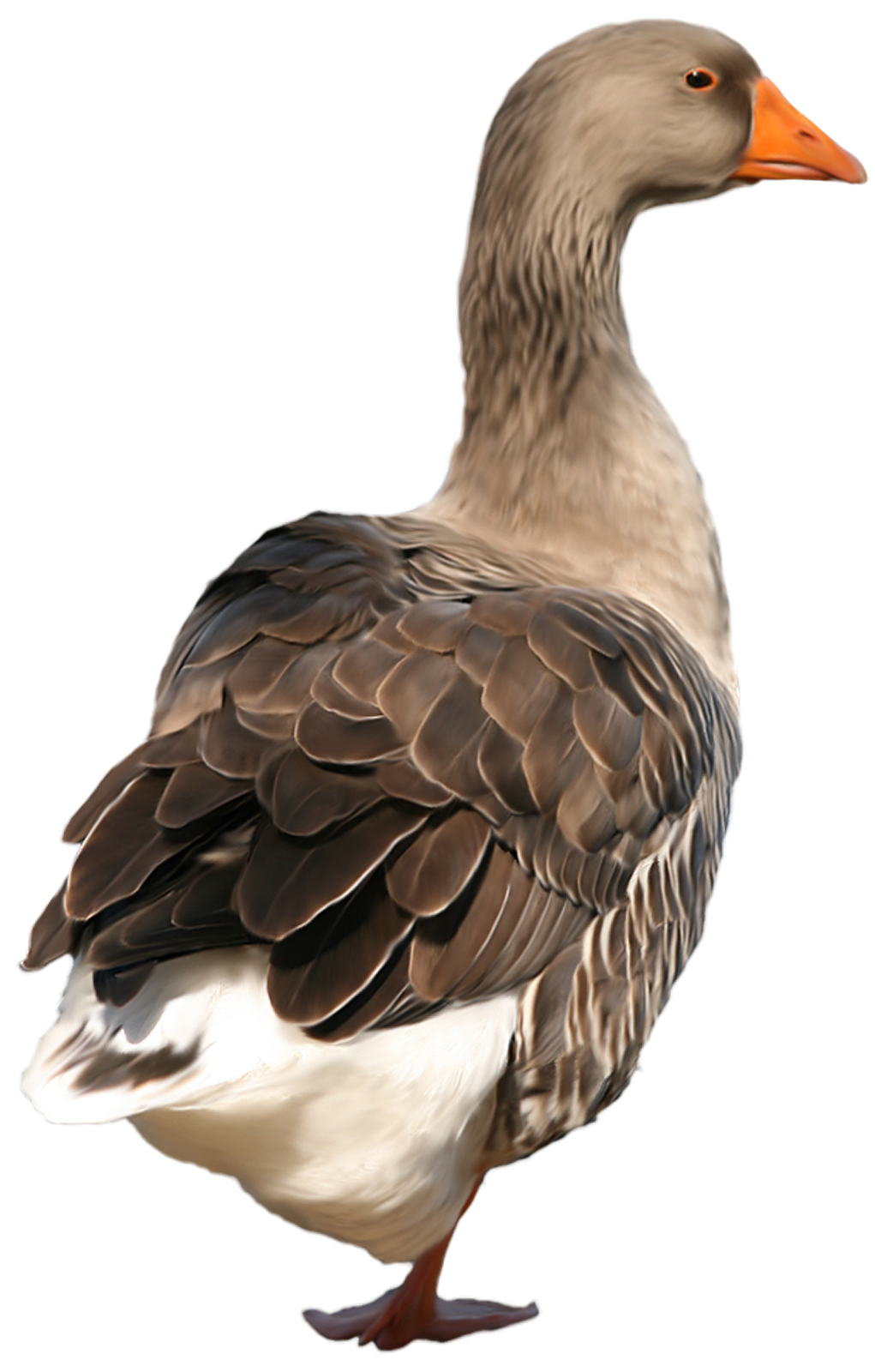 Birds animal png image (45)