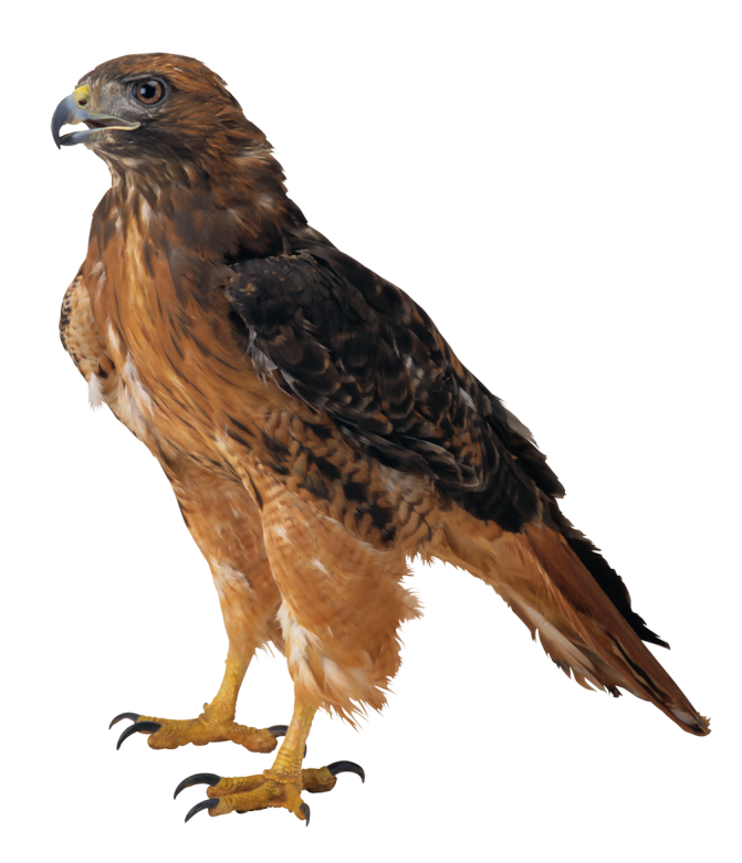 Birds animal png image (46)