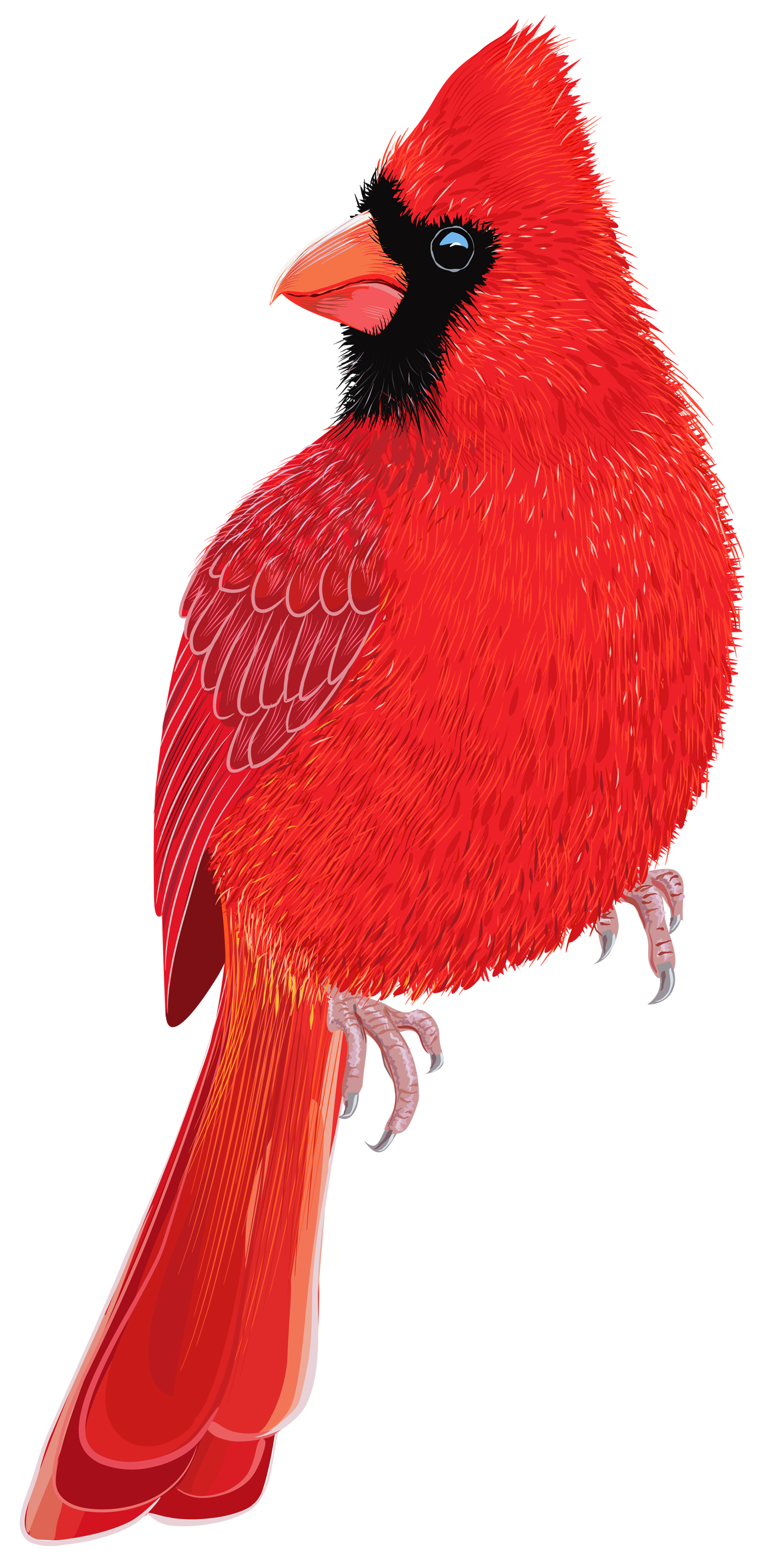 Birds animal png image (48)