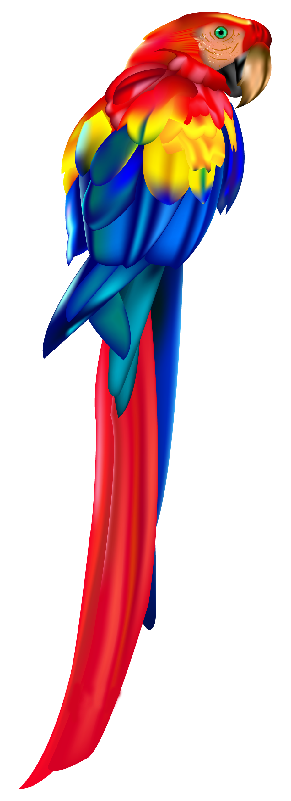 Birds animal png image (49)