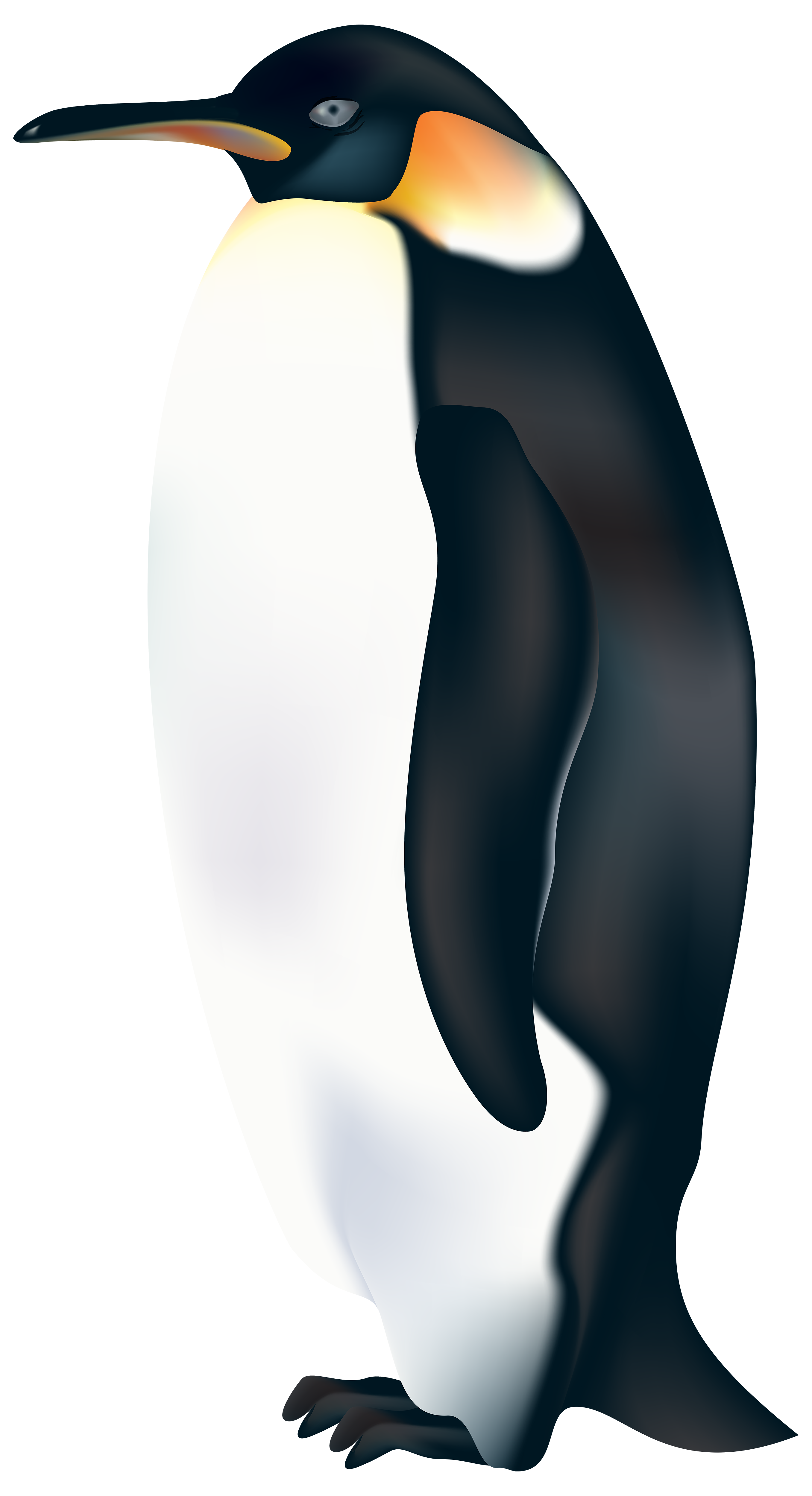 Birds animal png image (50)