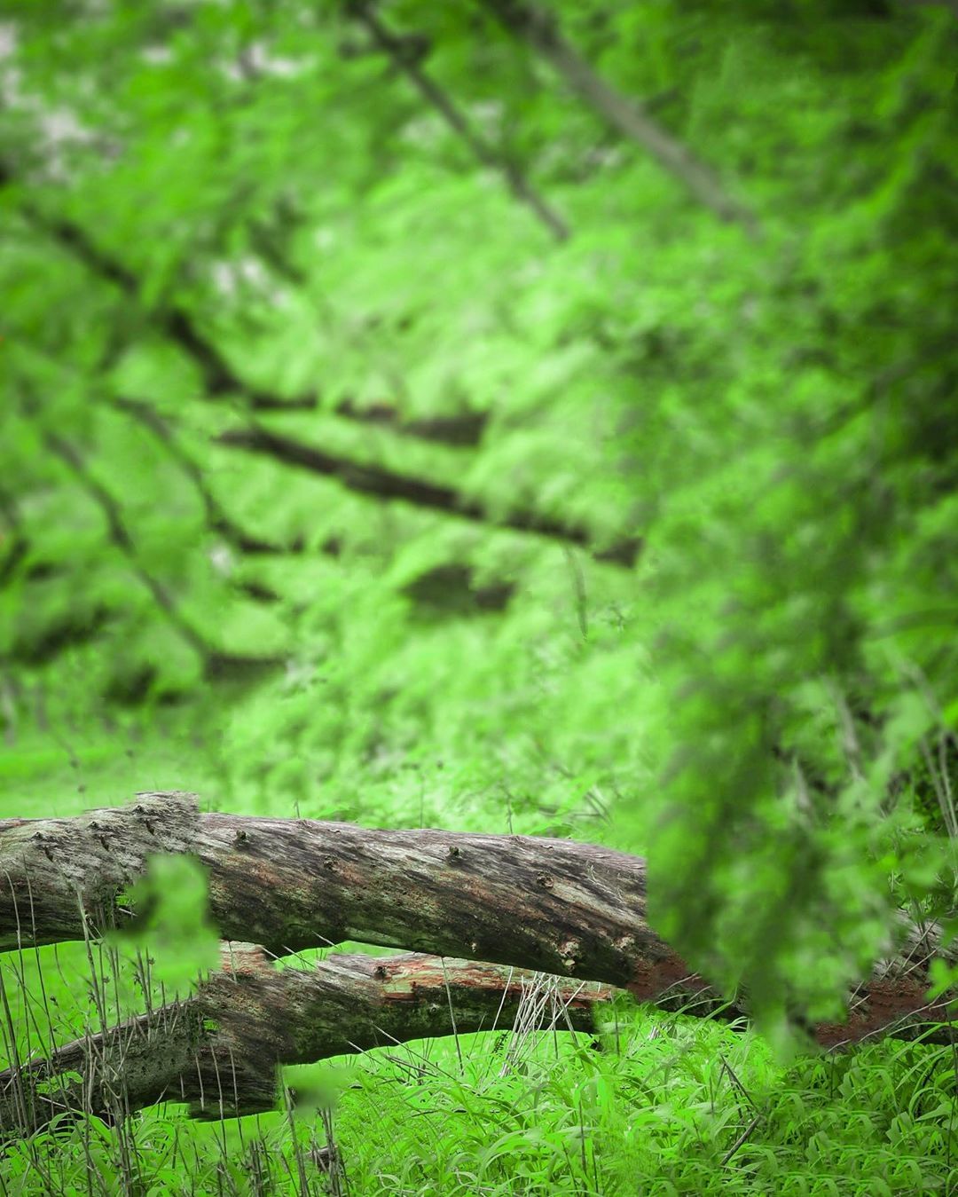 Graphics Background Effect & Blur Image (1)