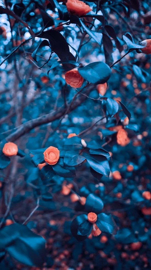 Graphics Background Effect & Blur Image (13)