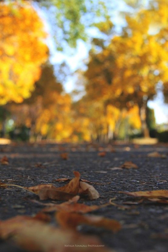 Graphics Background Effect & Blur Image (16)