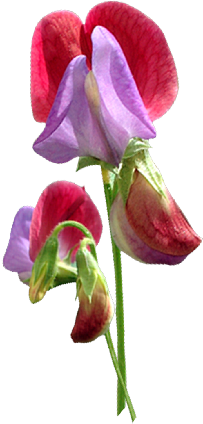 Wedding PNG Graphics Element (112)