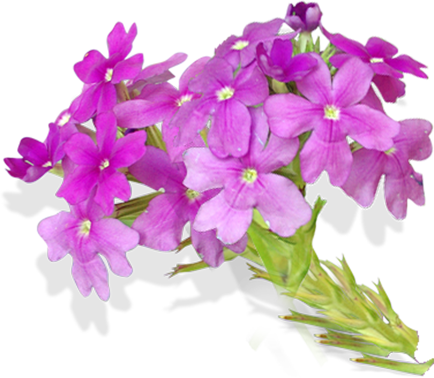 Wedding PNG Graphics Element (114)