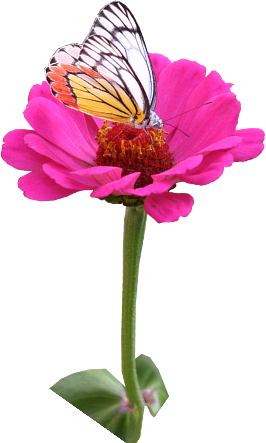 Wedding PNG Graphics Element (116)