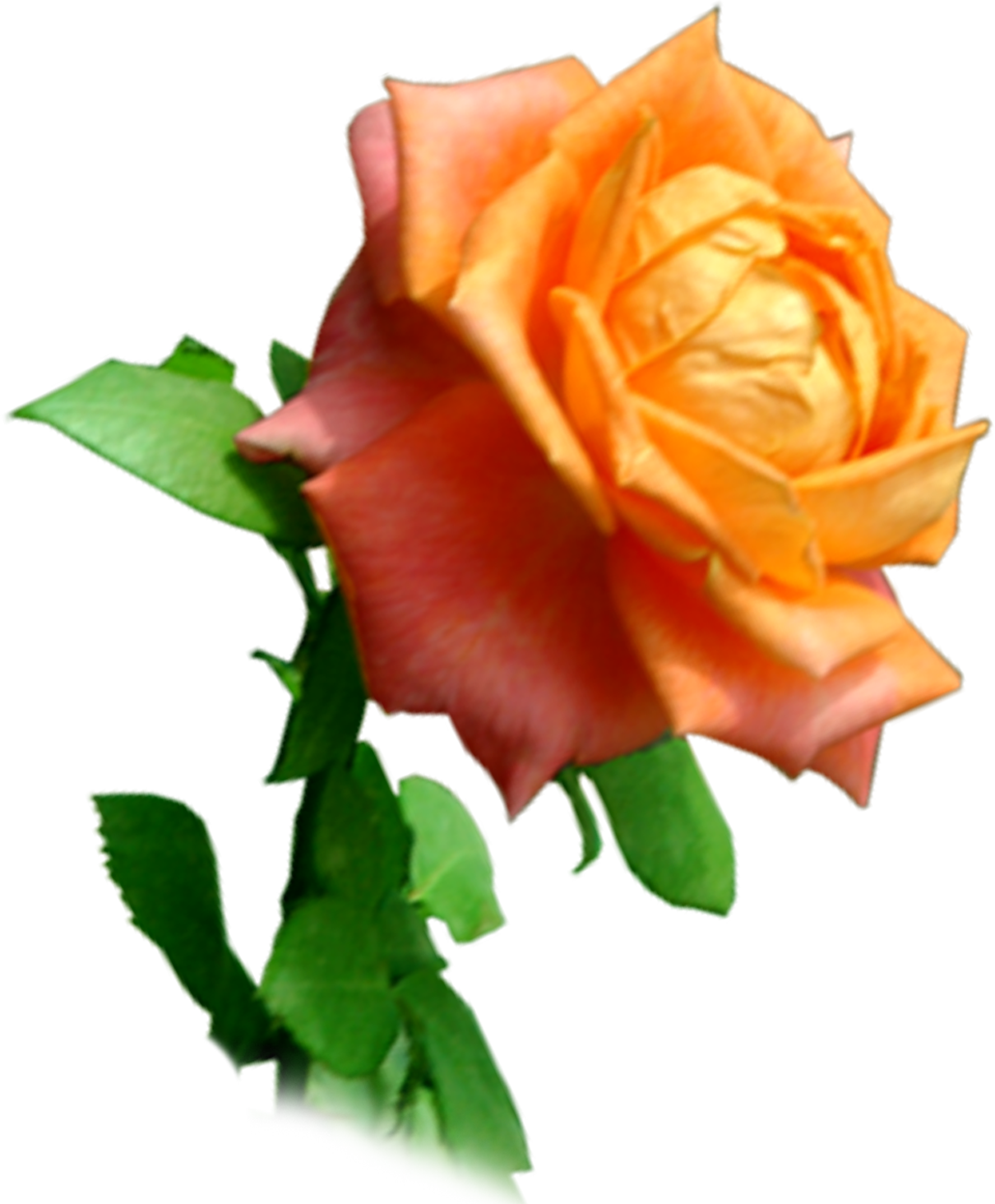 Wedding PNG Graphics Element (128)