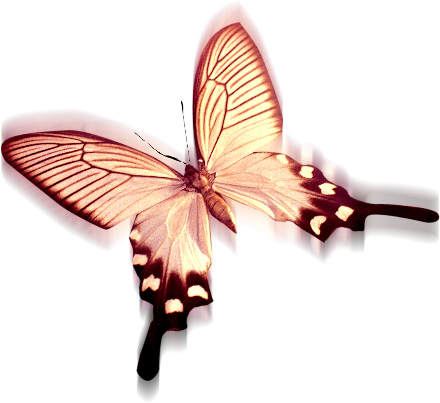 Wedding PNG Graphics Element (135)