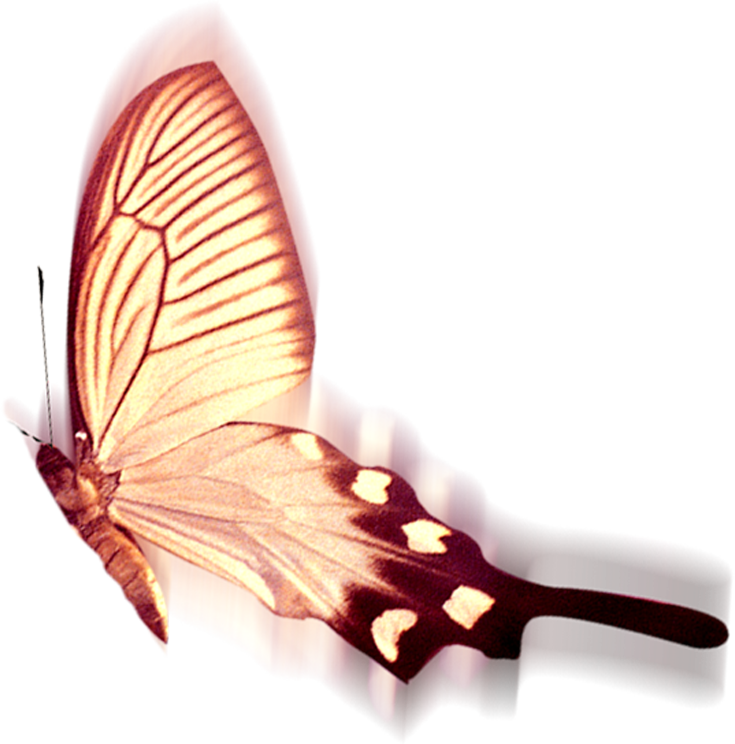 Wedding PNG Graphics Element (136)