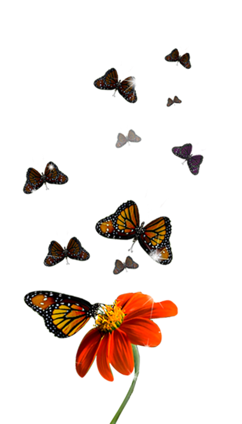 Wedding PNG Graphics Element (189)