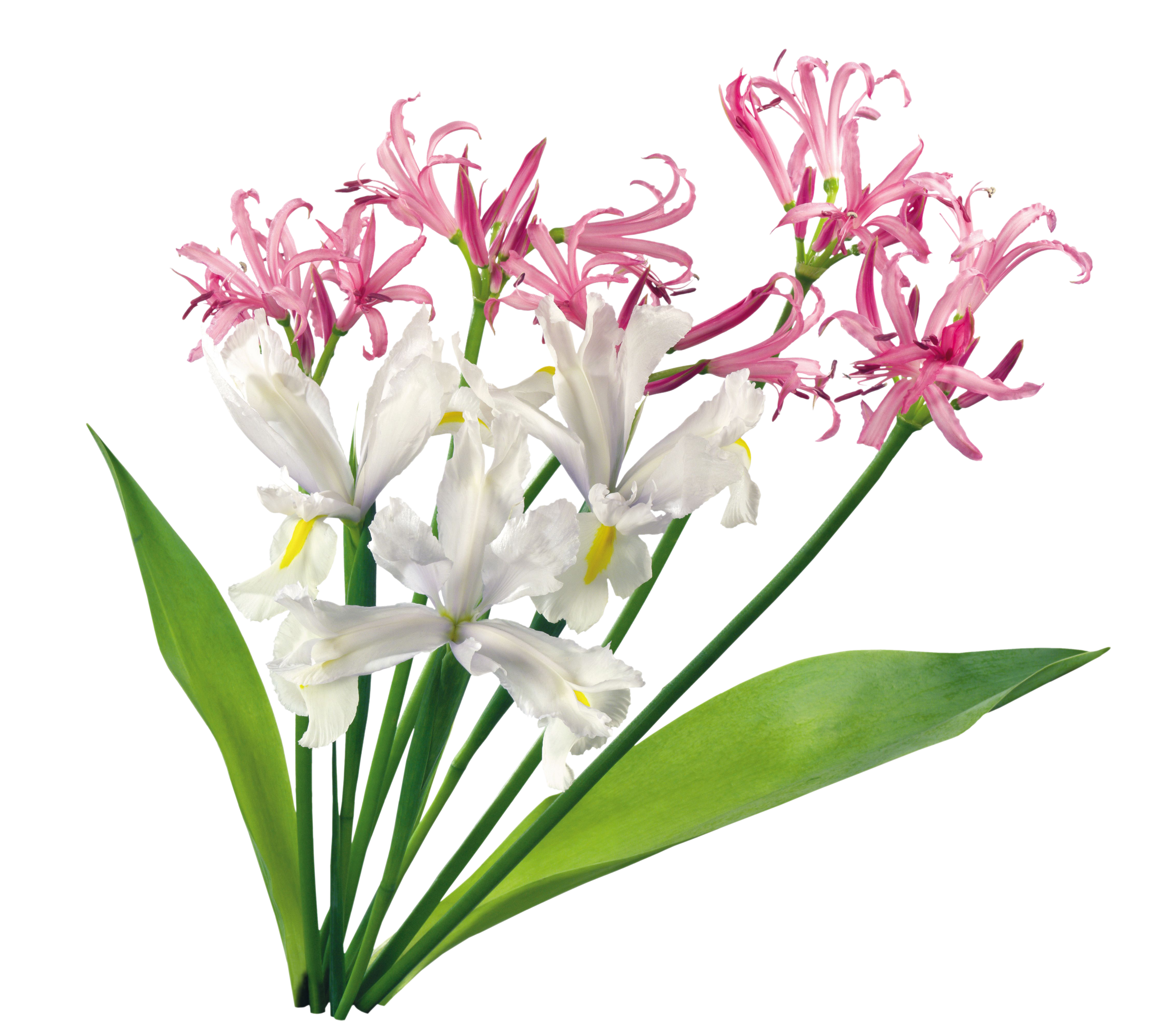 Wedding PNG Graphics Element (200)