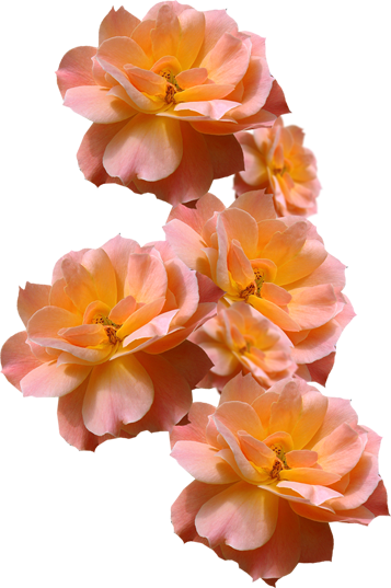 Wedding PNG Graphics Element (314)
