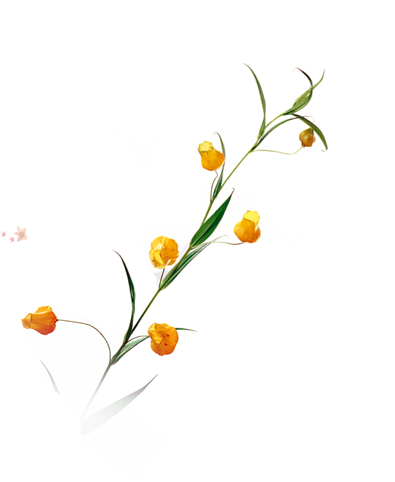 Wedding PNG Graphics Element (323)