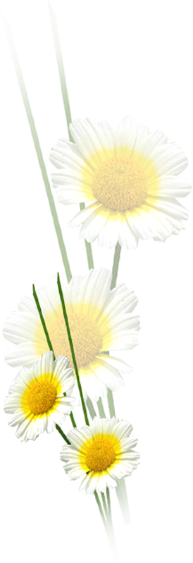 Wedding PNG Graphics Element (403)
