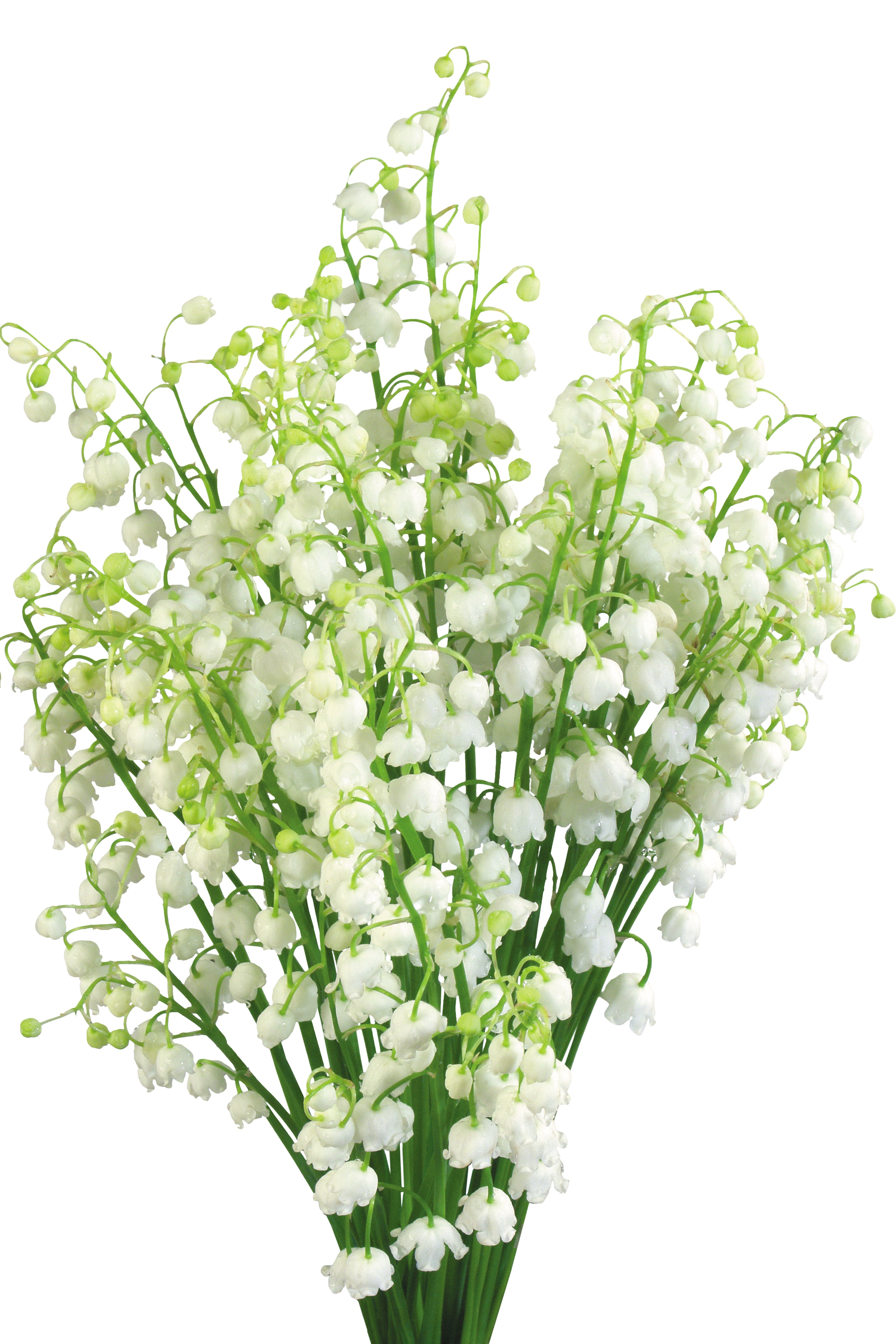 Wedding PNG Graphics Element (414)