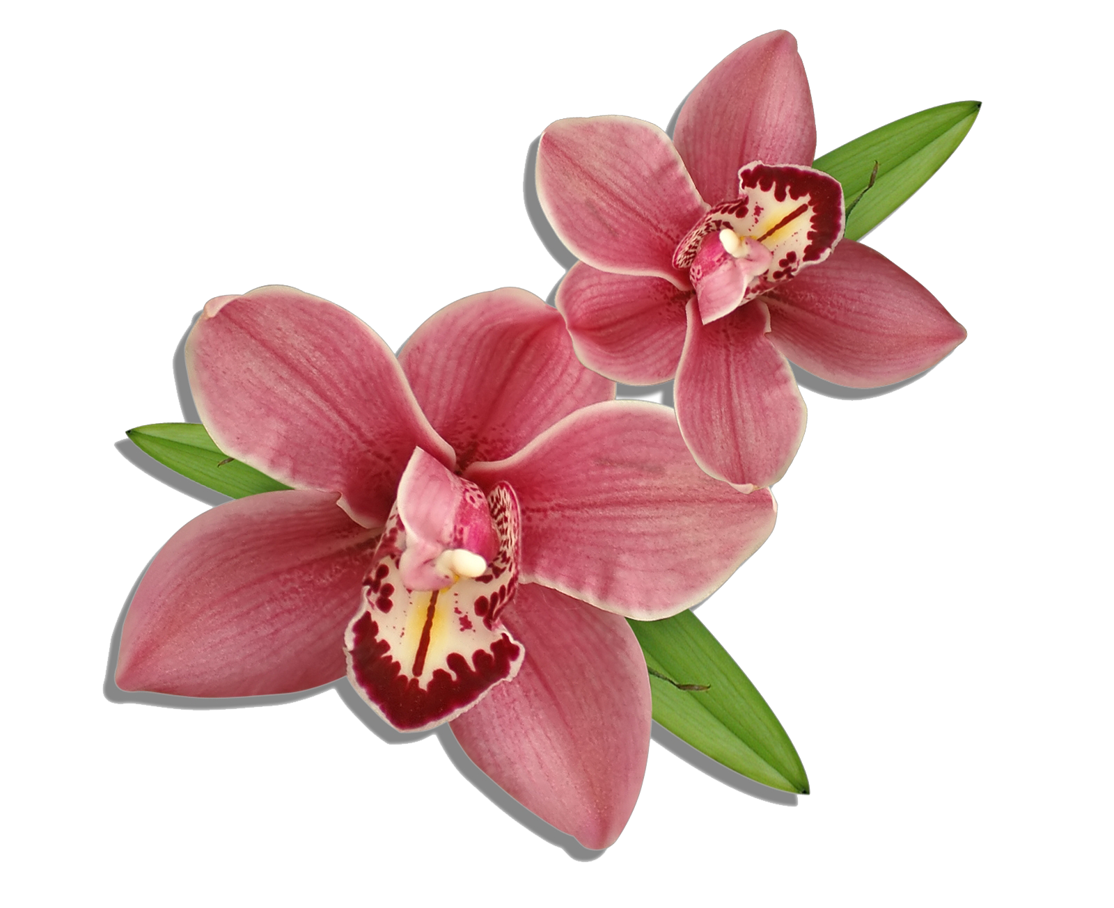 Wedding PNG Graphics Element (480)