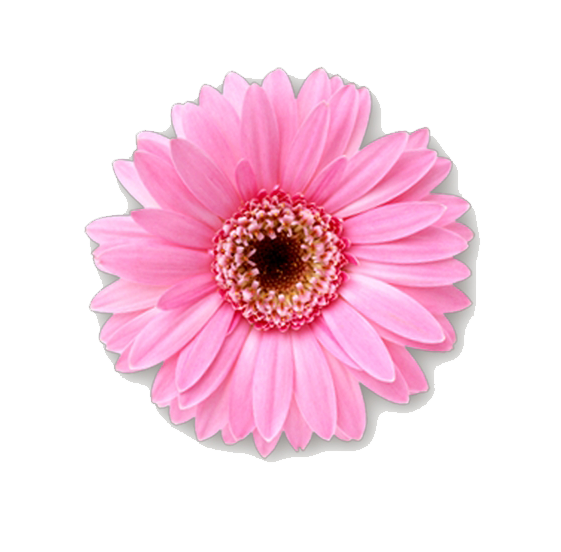 Wedding PNG Graphics Element (482)