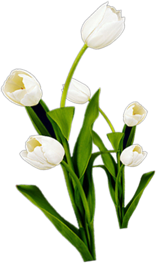 Wedding PNG Graphics Element (501)
