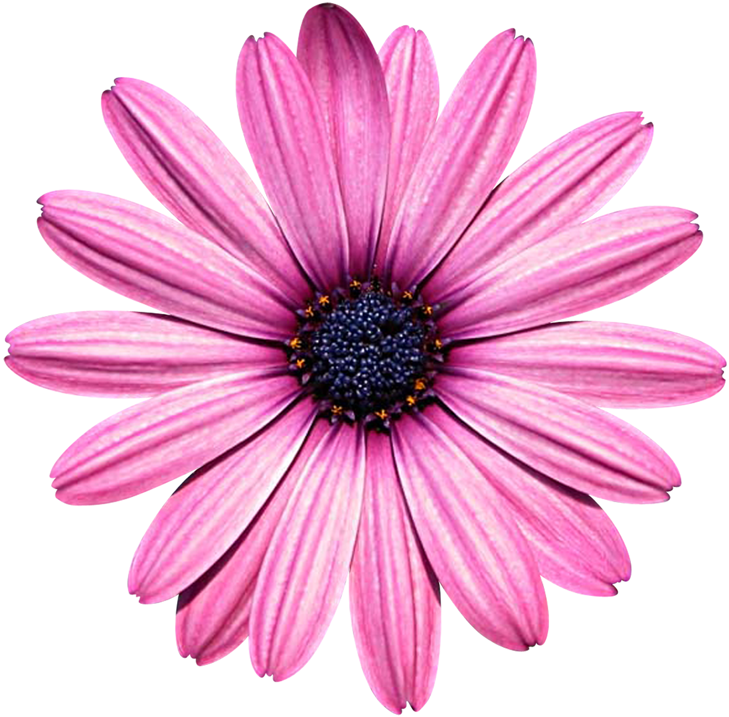 Wedding PNG Graphics Element (554)