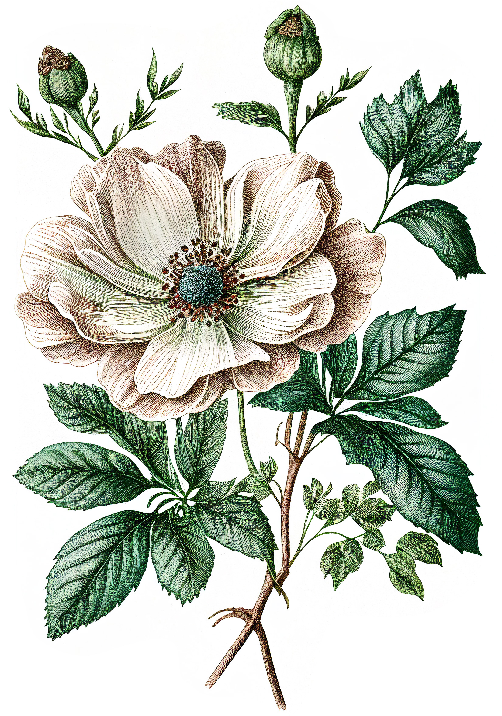 Flower Graphic Image (8)