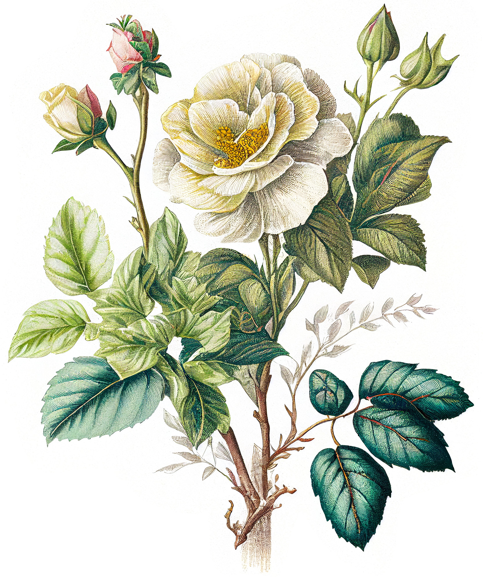 Flower Graphic Image (21)