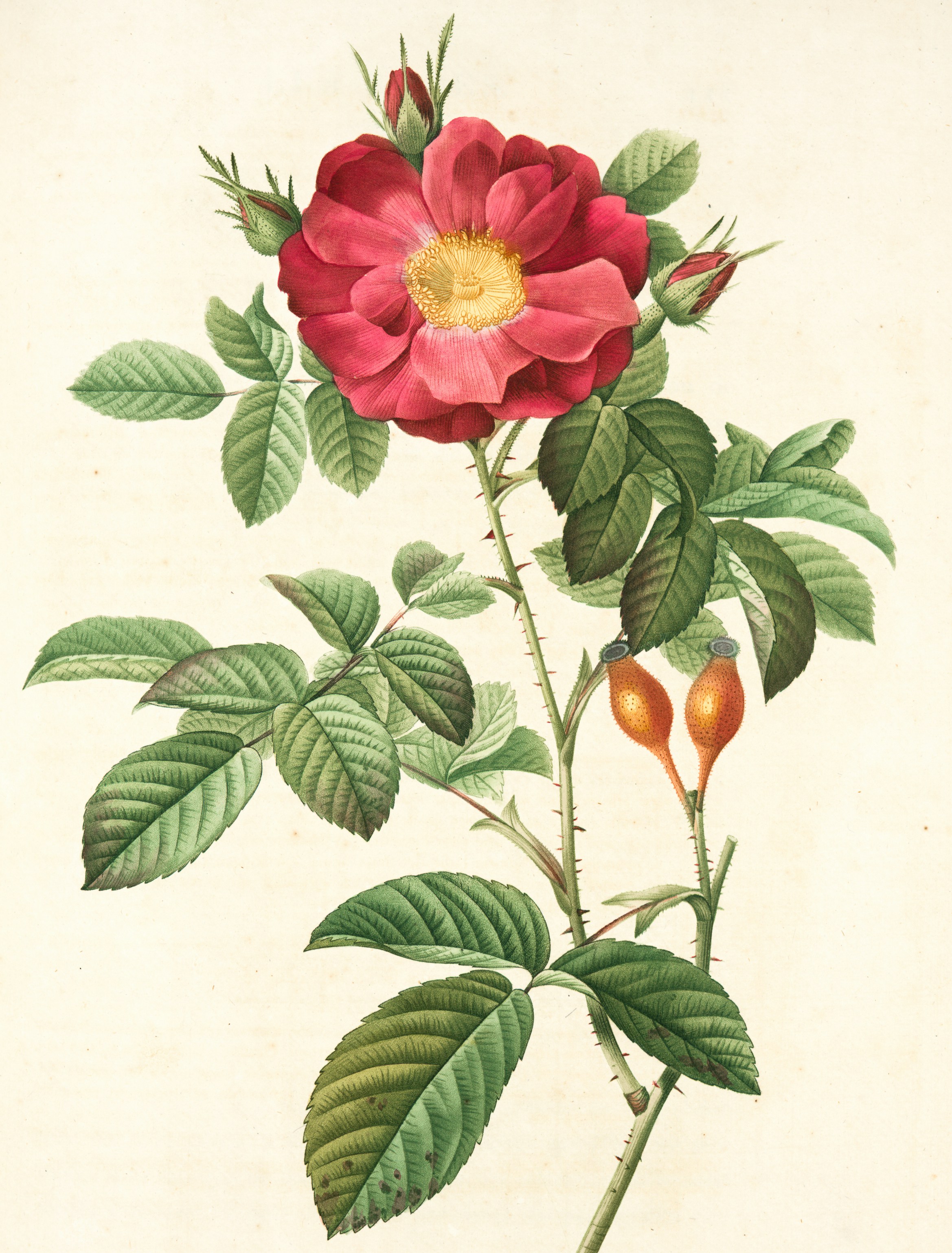 Flower Graphic Image (28)