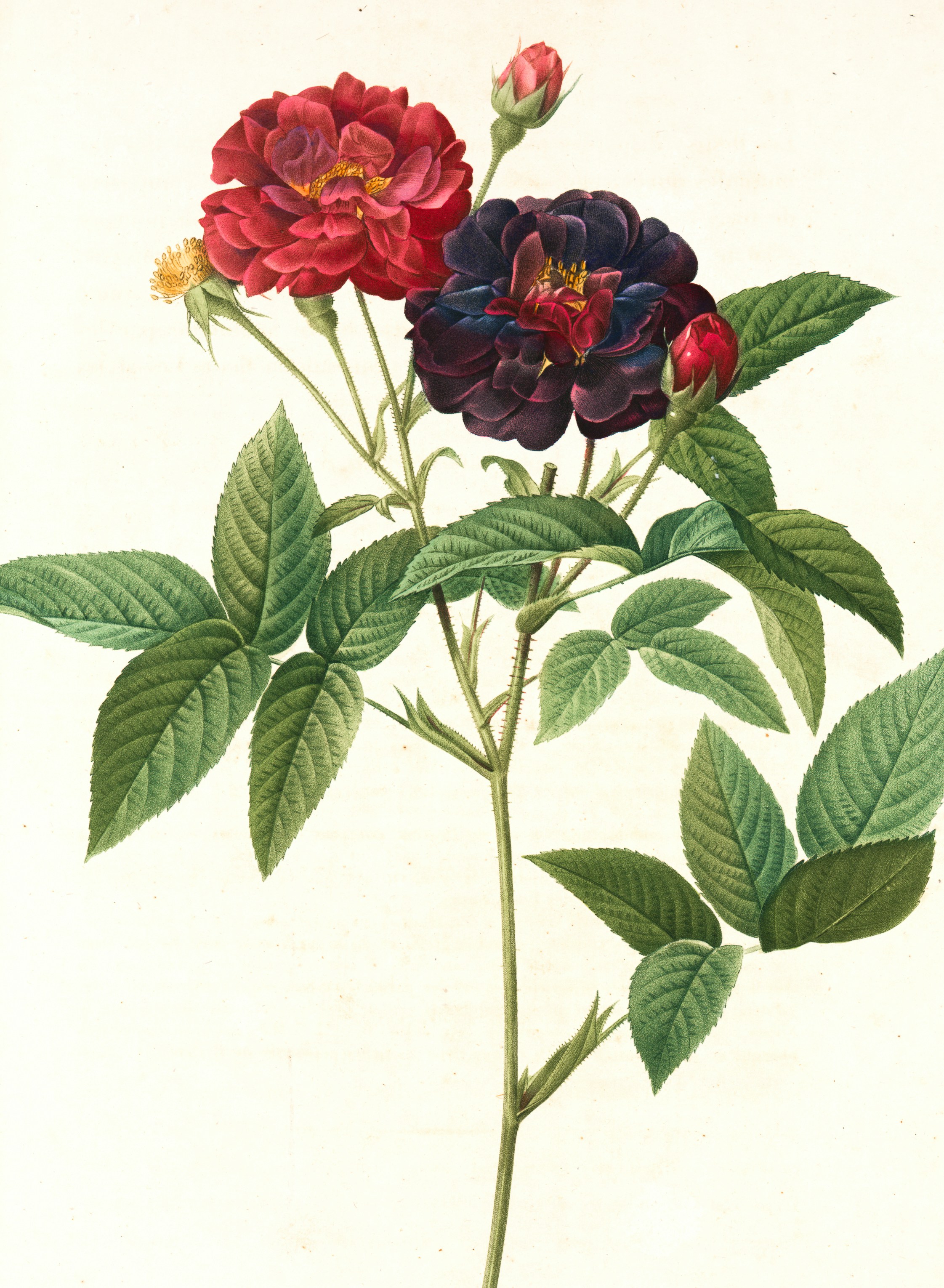 Flower Graphic Image (29)