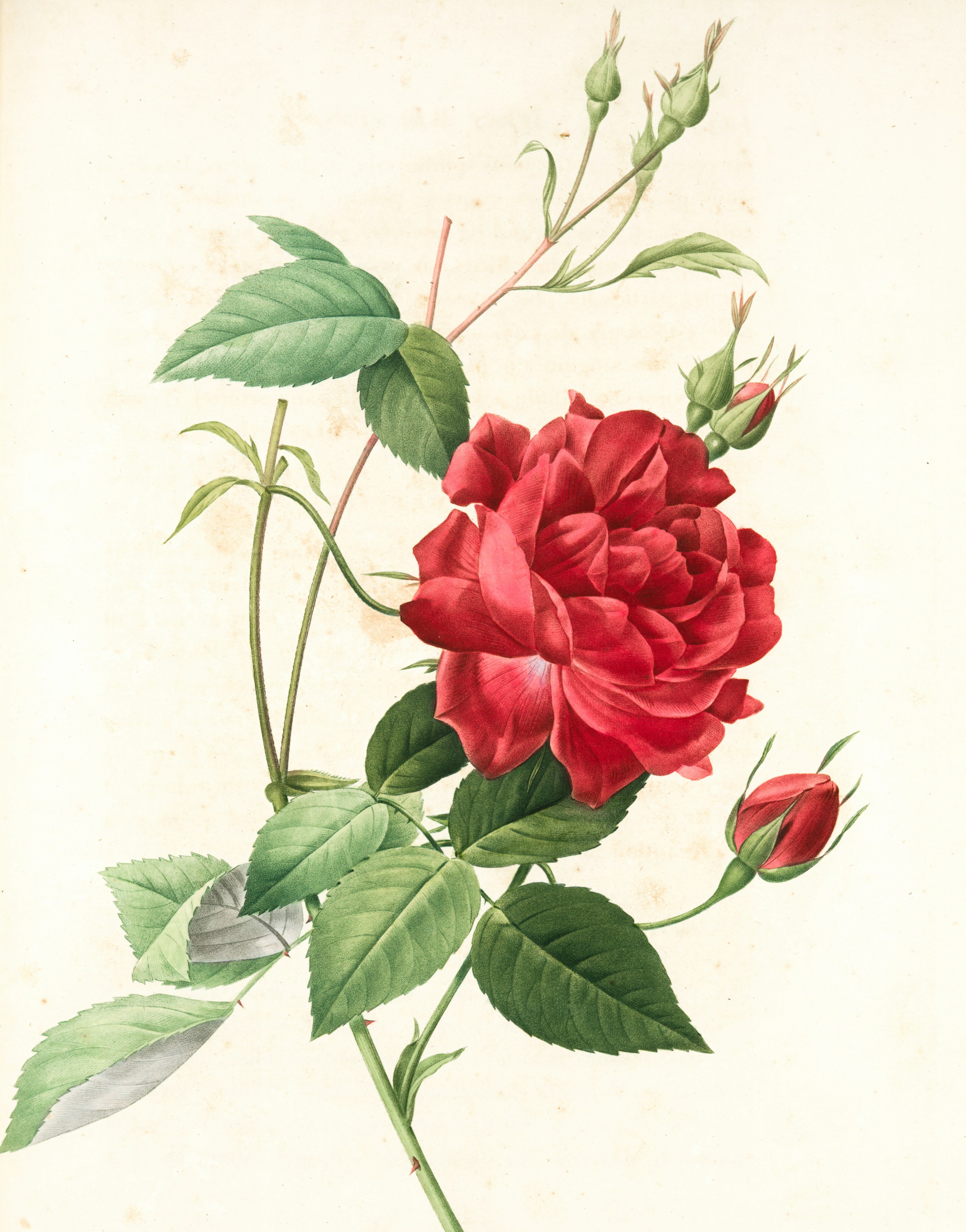 Flower Graphic Image (30)