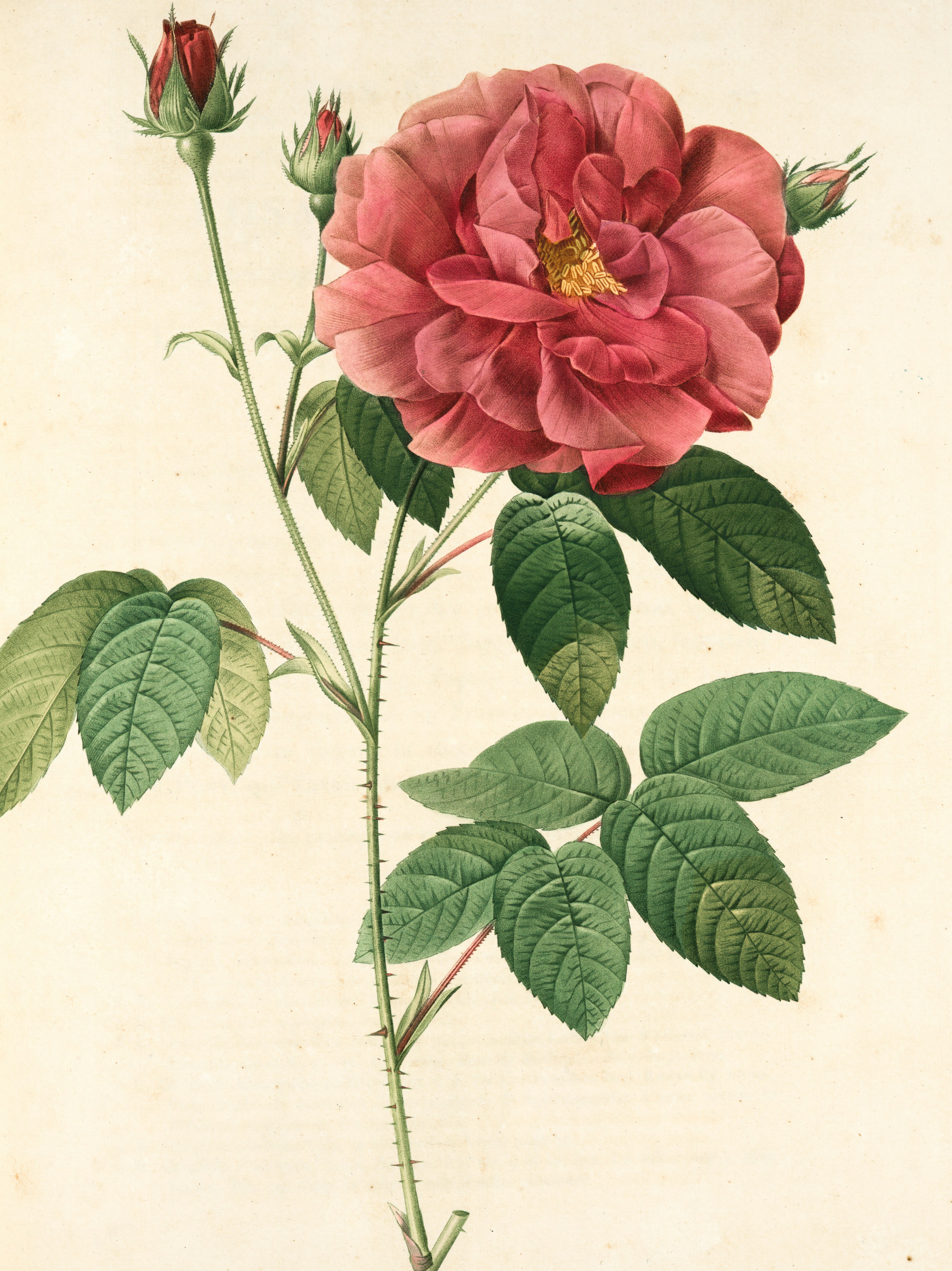 Flower Graphic Image (31)