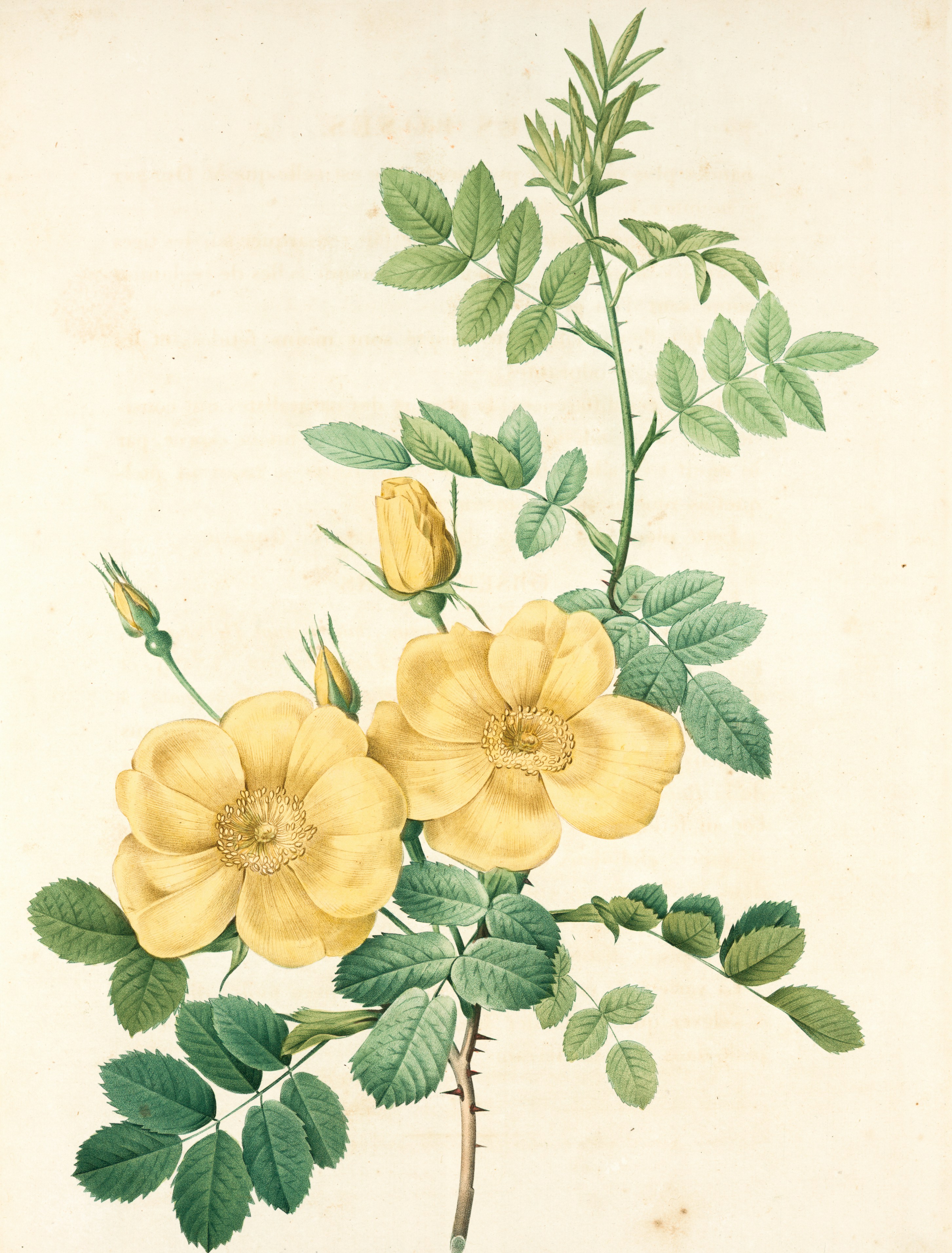 Flower Graphic Image (32)