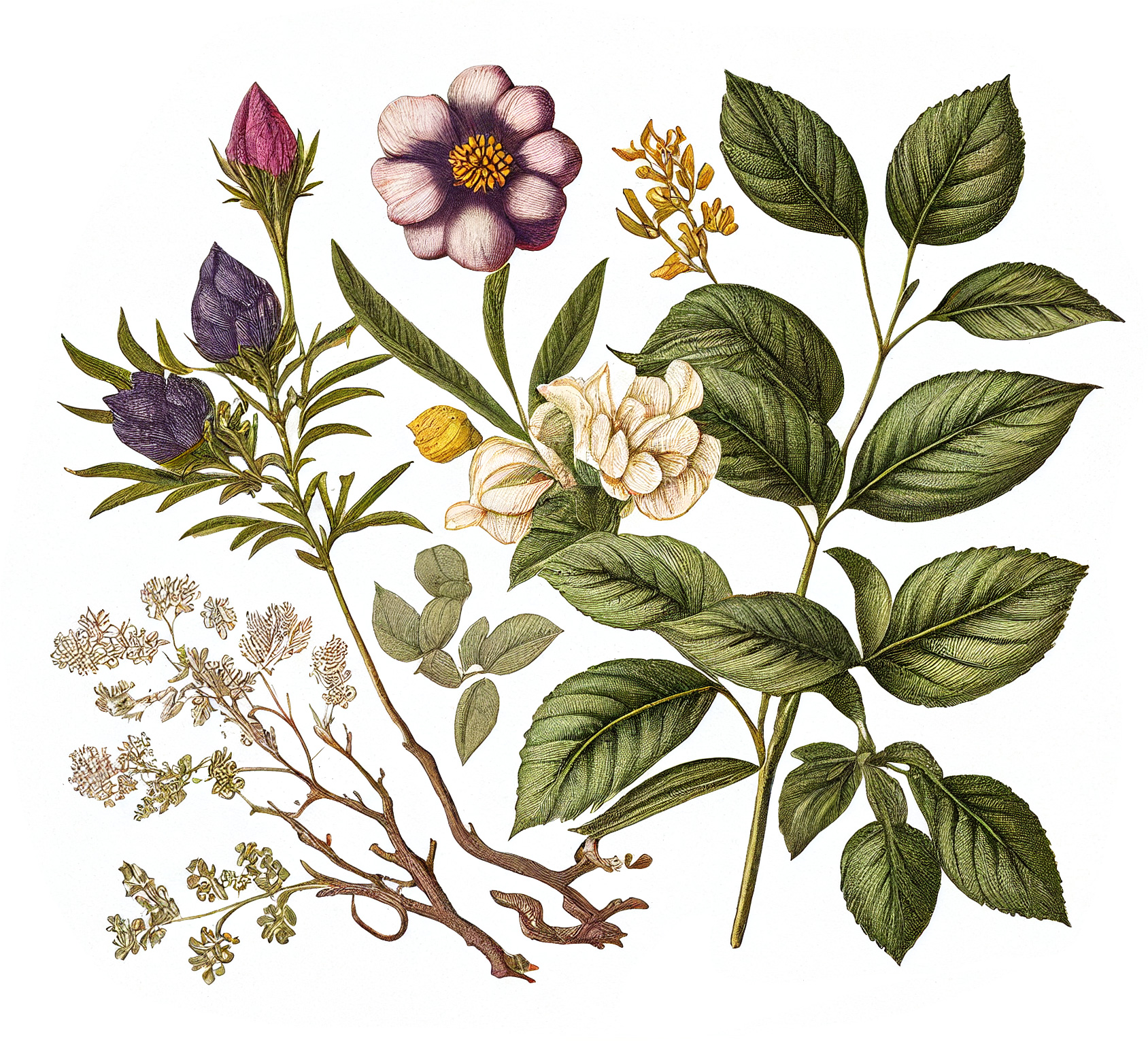 Flower Graphic Image (44)