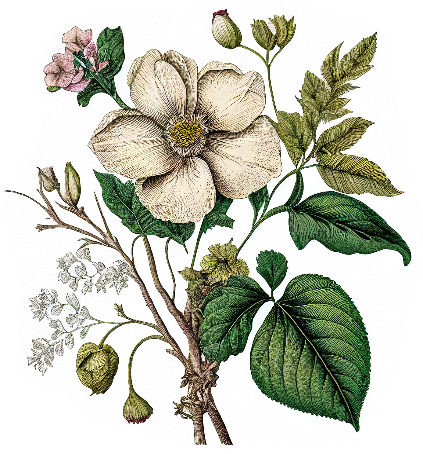 Flower Graphic Image (57)