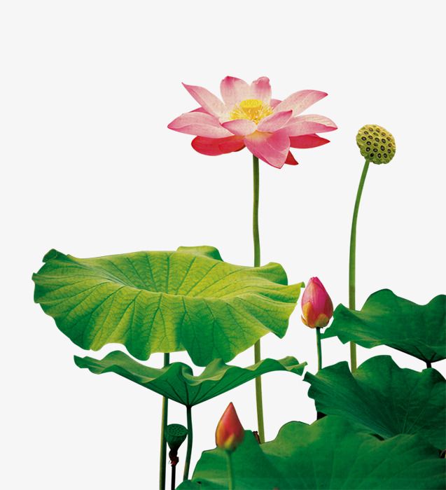 Album Floral Graphic Element (7)