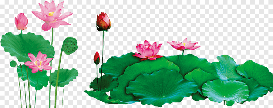 Album Floral Graphic Element (10)