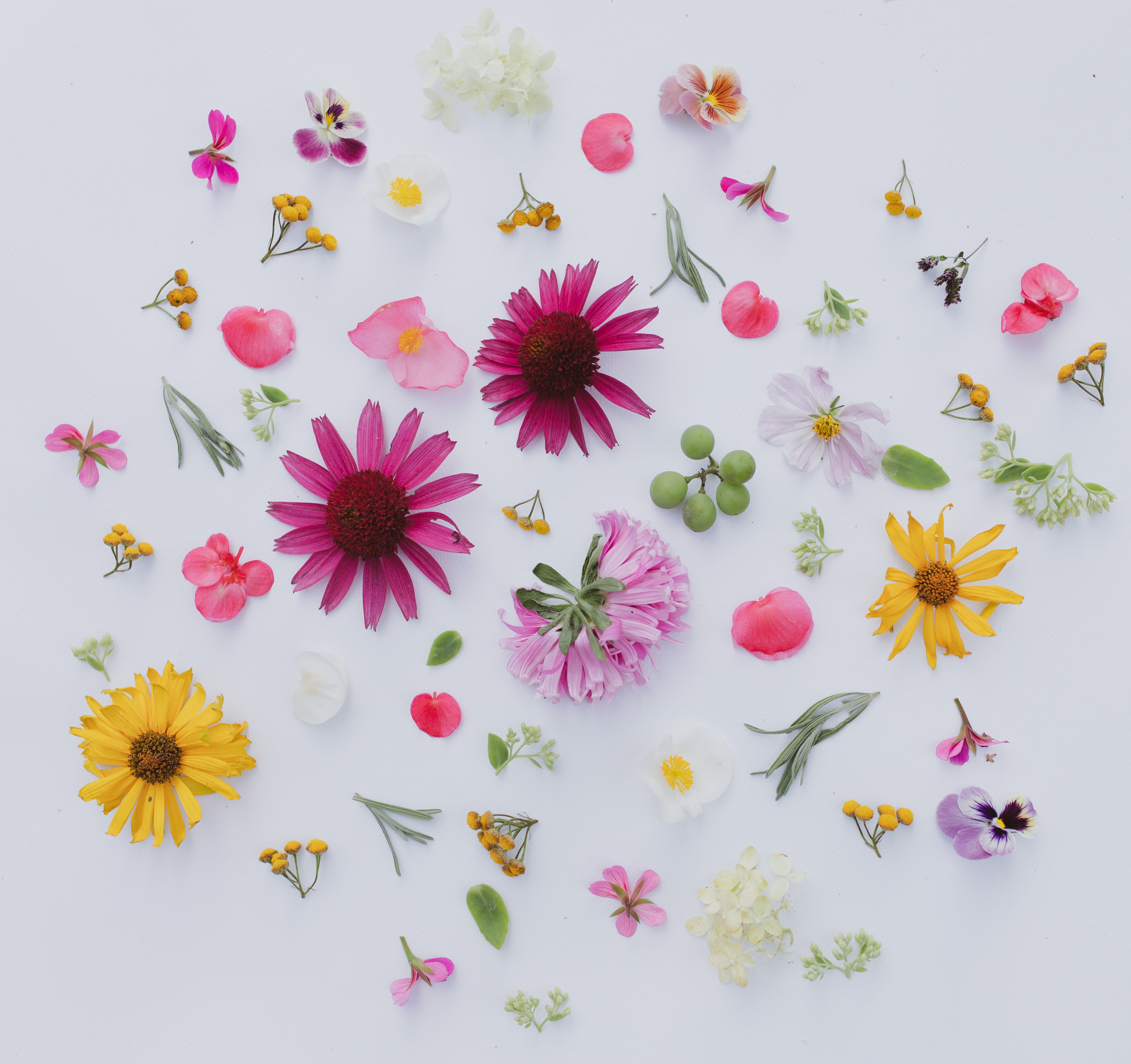 Album Floral Graphic Element (16)